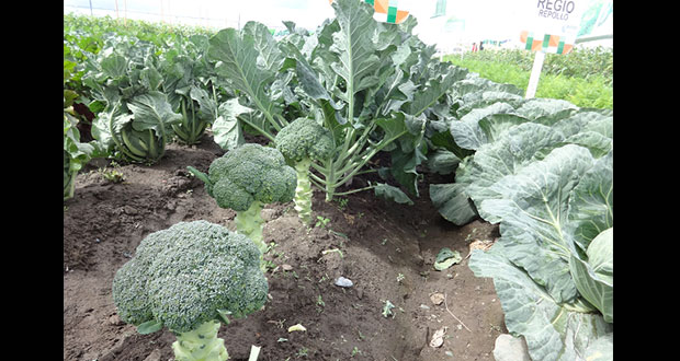 En 2017, Puebla aumenta 14% producción de brócoli respecto a 2016