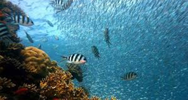 CNDH urge a autoridades preservar ecosistemas marinos en México