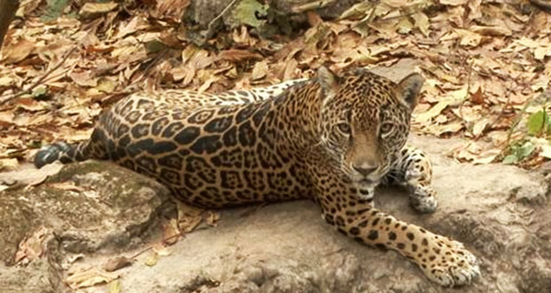 En 8 años, población de jaguares suma 4,800 ejemplares en México