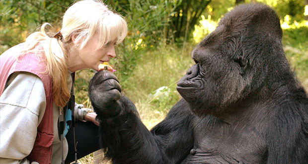 Con 46 años, muere Koko, gorila que sabía lenguaje a señas