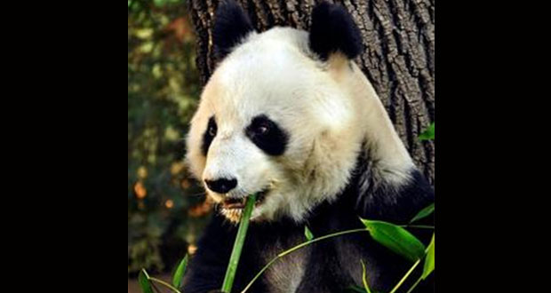 Shuan Shuan, panda de Chapultepec, cumple 31 años es la más longeva