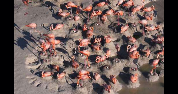 En Ría Lagartos, nacen primeros polluelos de flamenco rosado de 2018