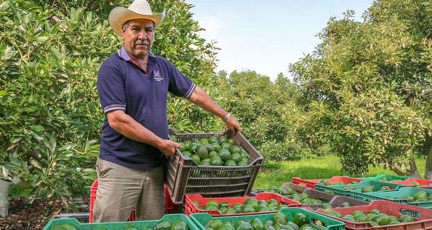 Aguacate lideró exportación agropecuaria de México en 2017: Sagarpa