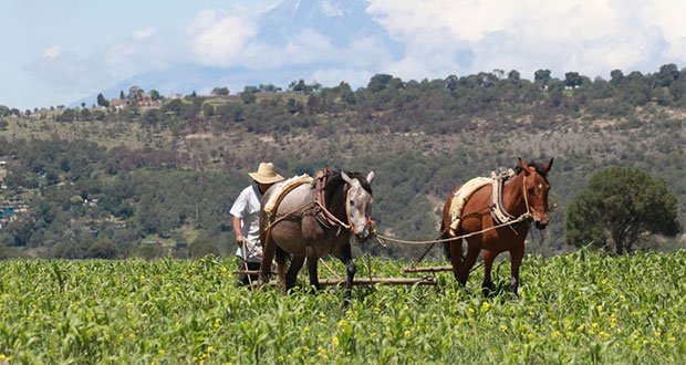 Canícula afecta 70% de tierras cultivables en Tlaxcala, señala CAP