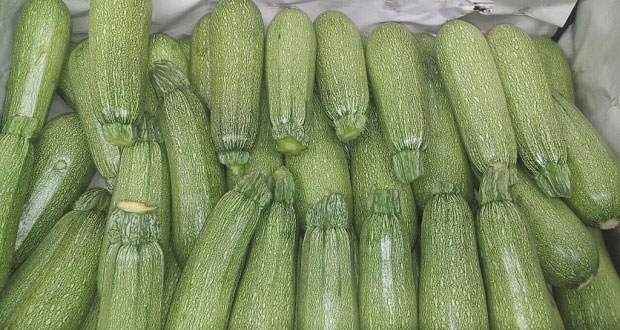 Puebla, 2° lugar nacional en producción de calabacita: Sagarpa