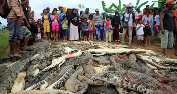Asesinan a 292 cocodrilos en Indonesia; uno atacó a un vecino
