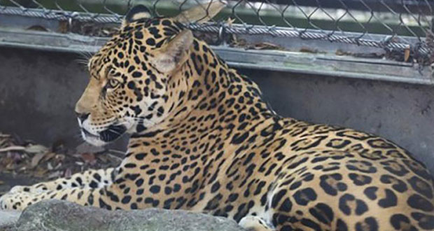Ocho animales muertos deja fuga de jaguar en zoológico de EU