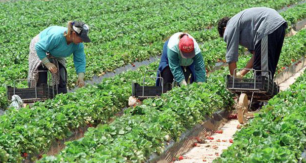 En el campo mexicano, apenas 3 de cada 10 jornaleras recibe salario