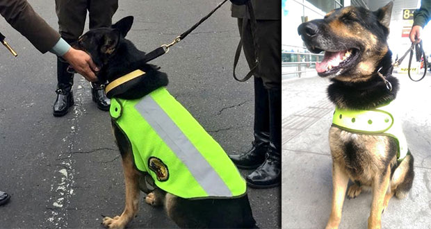 Cártel colombiano pone precio a la vida de “Sombra”, perra policía