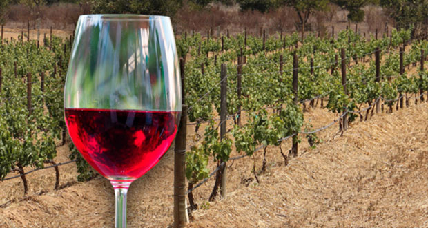 Desarrollan sistema sustentable para producir uvas de vino en BC