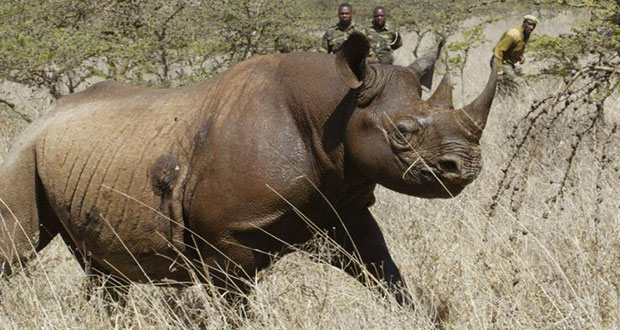 Mueren 7 rinocerontes negros en Kenia por presunta negligencia