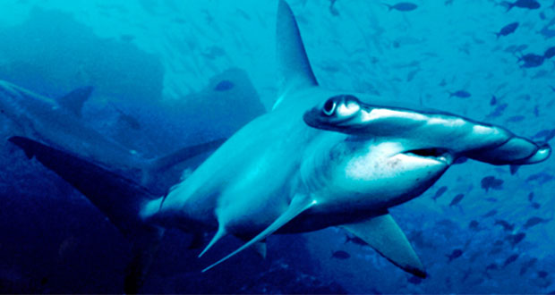 Crean sistema para conservación de tiburones en Golfo de México