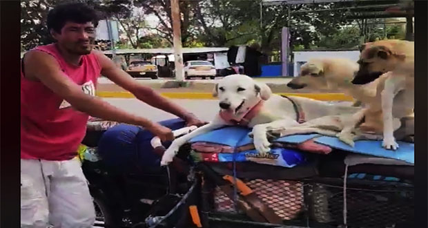 Un hombre en su triciclo recorre todo México rescatando perros