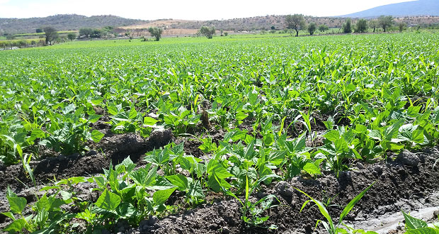 31 de agosto cerrarán ventanillas para concluir trámite de Proagro