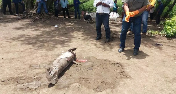 Suman 31 manatíes muertos en Tabasco; culpan a algas tóxicas