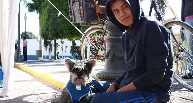 Esterilizan gratis a más de 200 perros y gatos en San Andrés Cholula