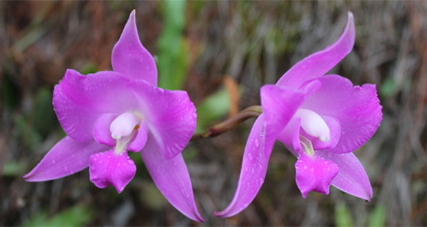 Orquídeas podrían usarse contra síndrome metabólico: experto