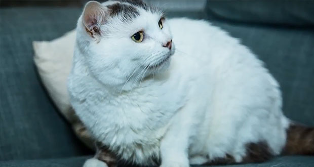 Theo, gato británico del año por salvar la vida de su dueña