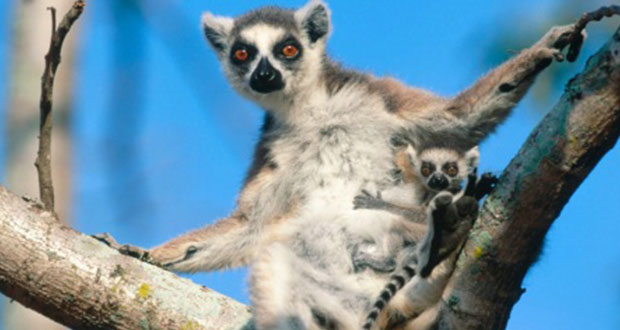 En peligro de extinción 105 especies de lémures de Madagascar