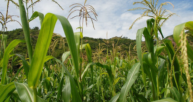 Producción de maíz crece 3.9% en 2020, es de 28 millones de toneladas
