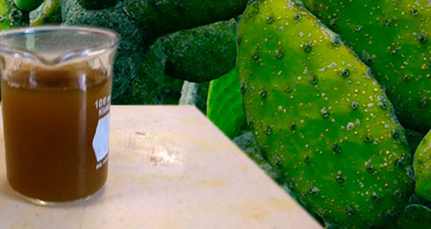 Residuos del nopal disminuirían niveles de colesterol