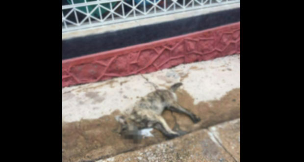 Envenenan a 15 perros callejeros en Chiautla, denuncian pobladores