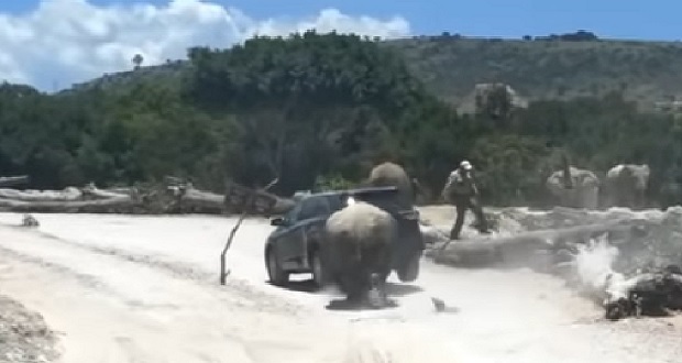 Exhiben a rinoceronte atacando camioneta en Africam Safari