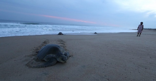 Mueren 122 tortugas en Chiapas y pañal asfixia a delfín en Oaxaca