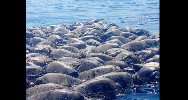 En Oaxaca, mueren cientos de tortugas golfinas por redes de pesca