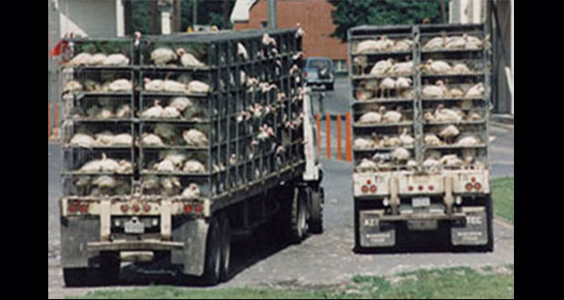 Transporte de animales vivos es equiparable al comercio de esclavos