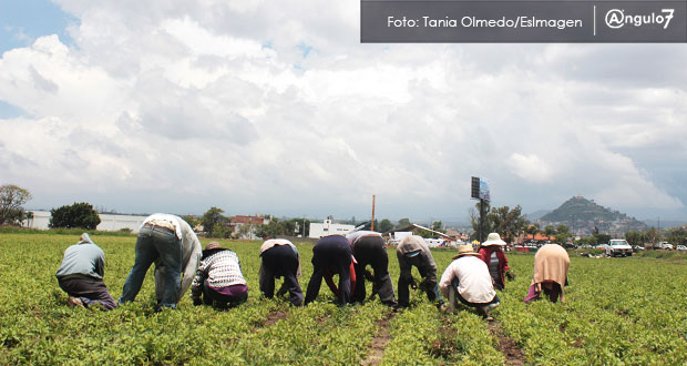 Hay en Puebla apoyo al campo, pero está mal invertido, señala especialista