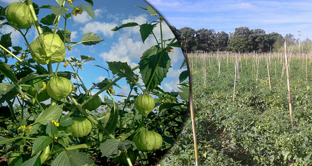 Puebla, 2º mayor productor nacional de tomate verde: Sagarpa