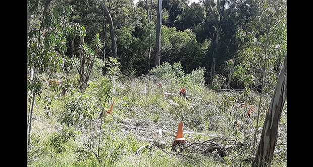Regidor pide a Comuna de Cuautlancingo frenar tala de árboles en vivero