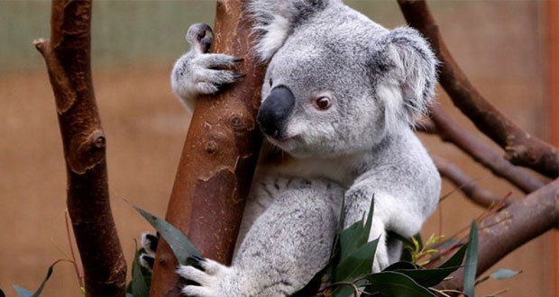 Por tala, Koalas podrían extinguirse en Australia para 2050