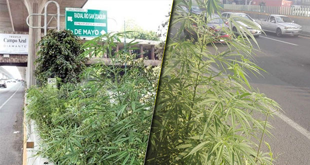 Causan sobresalto plantas de mariguana en periférico de Edomex
