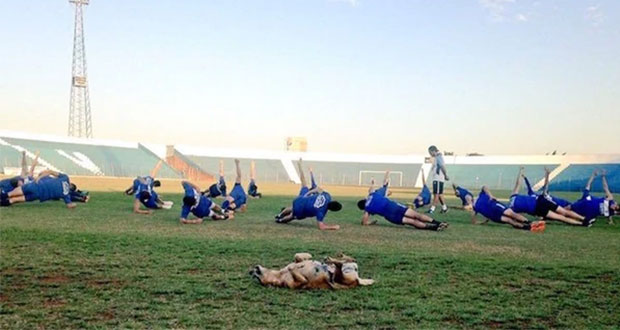 Tesapara, la perrita que es “ayudante” en equipo de futbol paraguayo