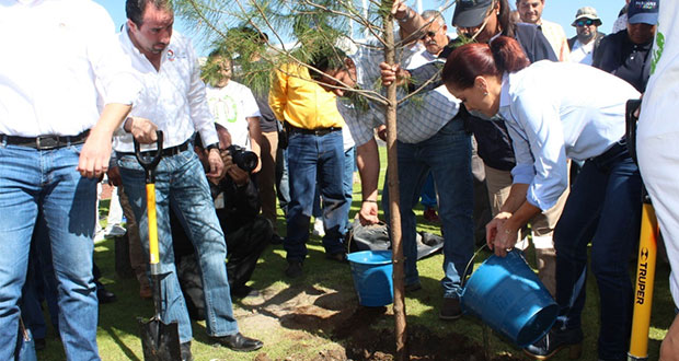 Gobierno estatal reforesta zona metropolitana con 50 mil árboles