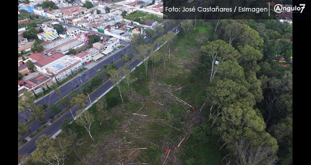 Tala de árboles en “El Vivero” sería por cambiar uso de suelo, alerta regidor