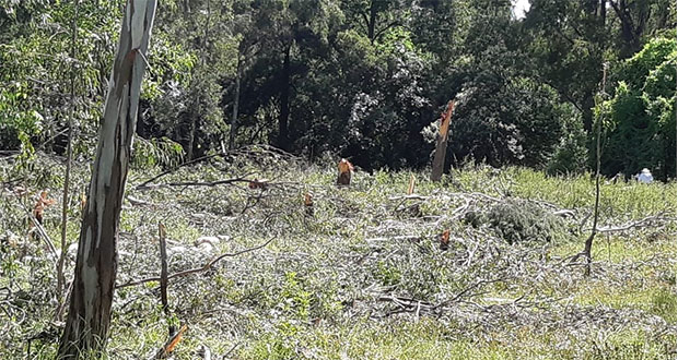 Exigen a gobierno intervenir contra tala de 50 árboles en Forjadores