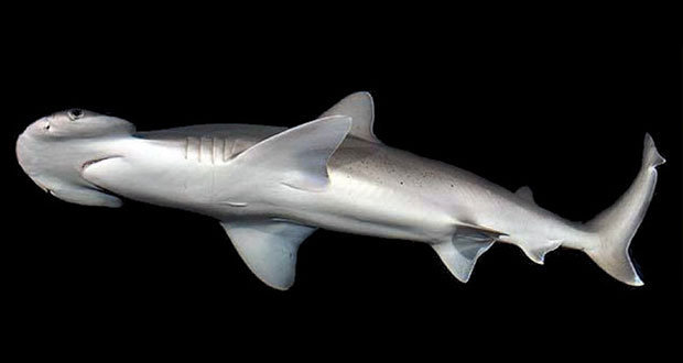 Científicos de EU descubren a tiburón omnívoro que come algas