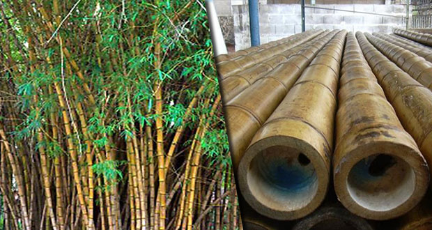 Bambú, el oro verde de la Sierra Norte, sin apoyos para crecer