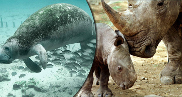 En 4 décadas, poblaciones mundiales de vertebrados disminuyeron 60%