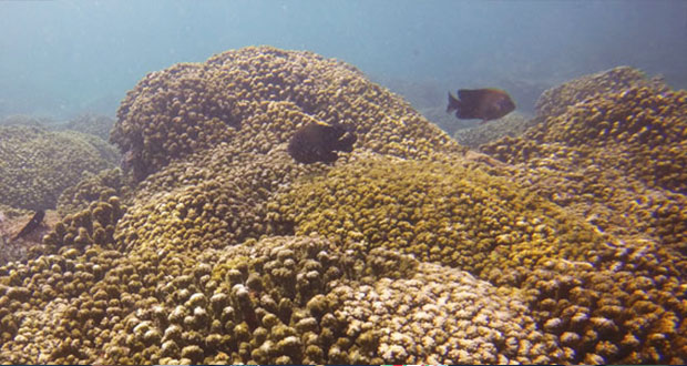 UdeG busca conservar arrecifes dañados por turismo en Vallarta