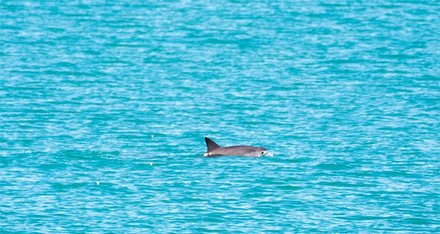 Semarnat y Cites abordan protección de totoaba y vaquita marina