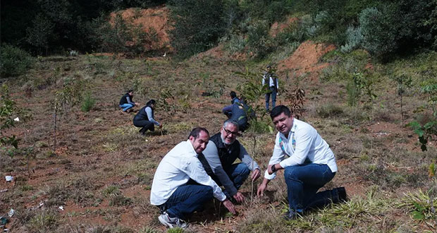 Ceaspue reforesta predio en Huauchinango con 516 encinos