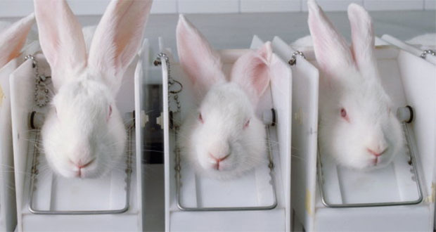 California prohíbe venta de cosméticos probados en animales