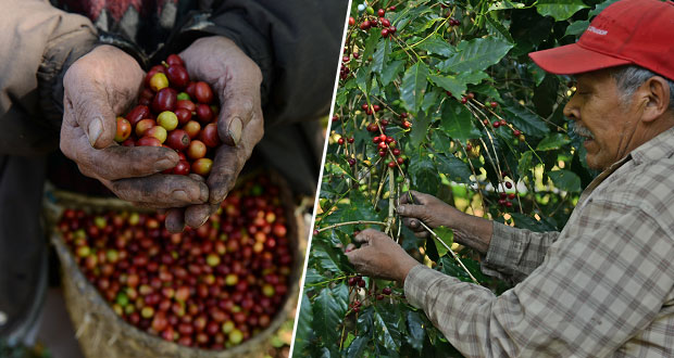 Aumenta 126 por ciento la exportación de café mexicano a China