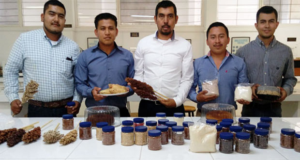 Crean harina de sorgo para combatir hambre y desnutrición en México