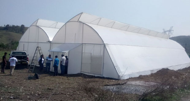 Antorcha impulsa producción aguacate en familias de Chiconcuautla