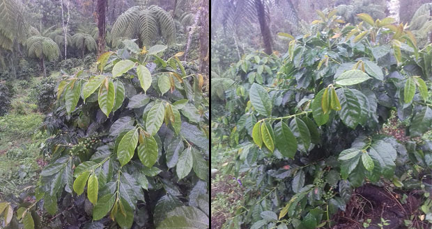 Heladas en Puebla dejan más de mil 200 hectáreas de cultivos dañadas: Sagarpa